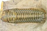 Crotalocephalina Trilobite - Giant For Species #363230-5
